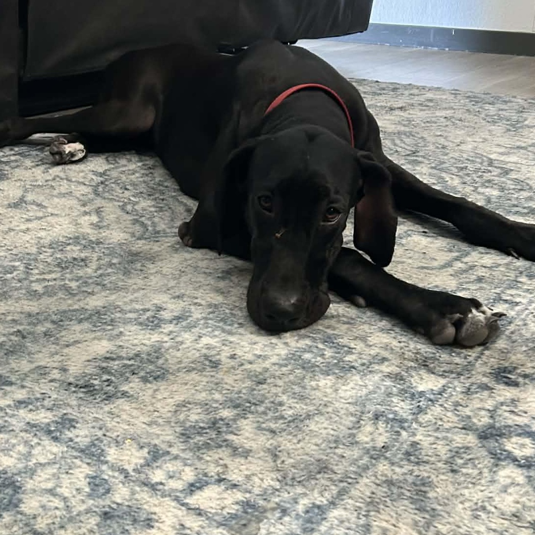 Midnight, a Adoptable Great Dane in Mesa, AZ image 2/4