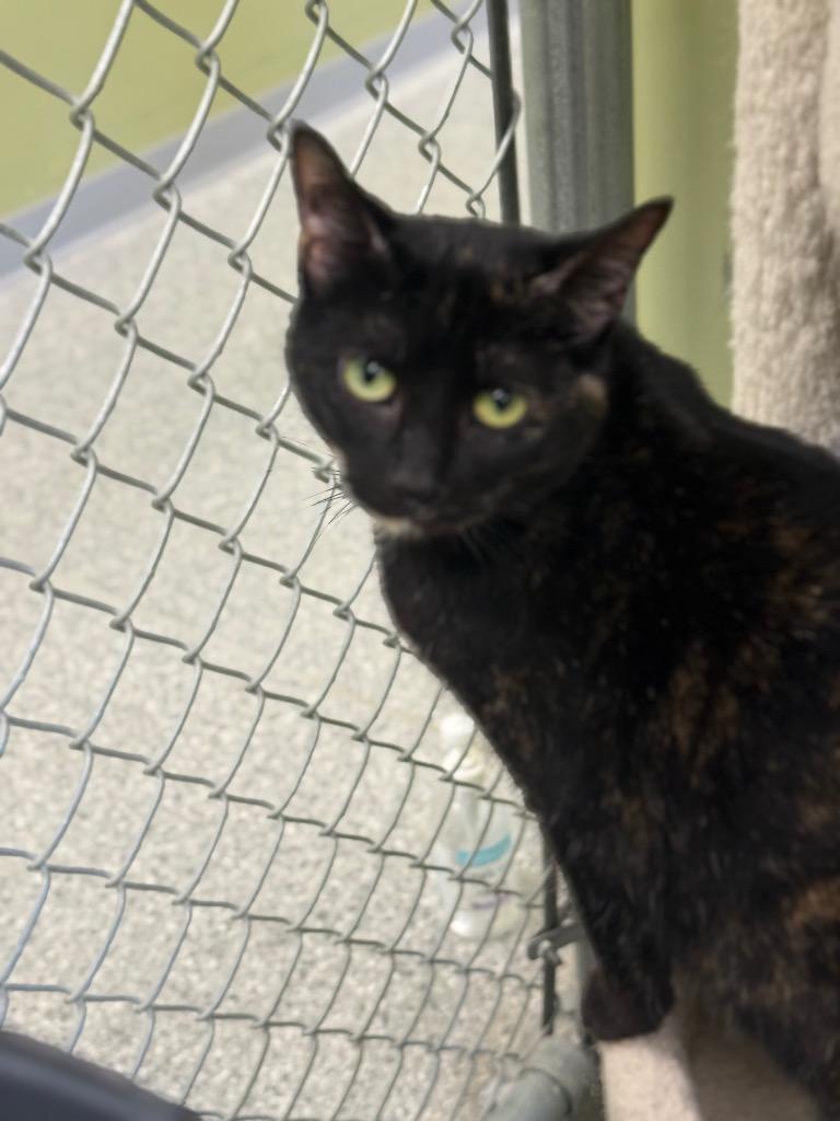 Luna, Adoptable, Young Female Oriental Tabby.