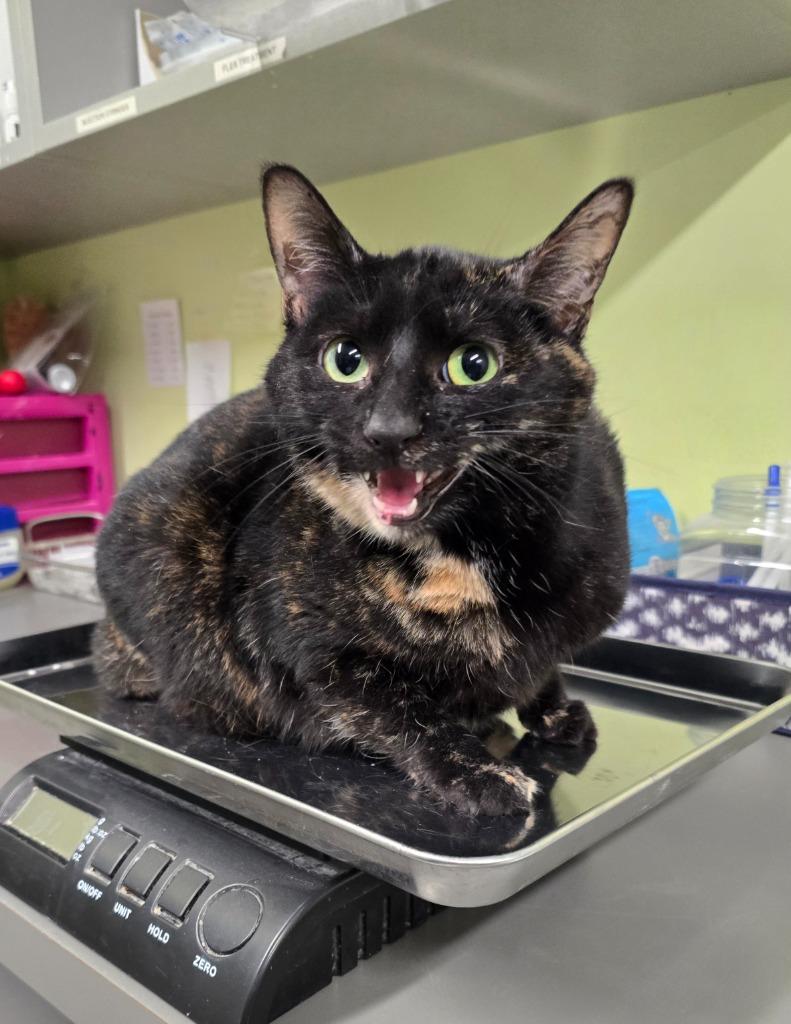 Luna, Adoptable, Young Female Oriental Tabby.