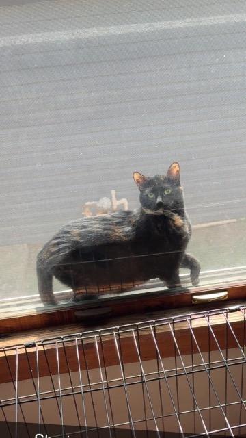 Enlarge Luna, a Adoptable Oriental Tabby in Auburn, IN image 2/2