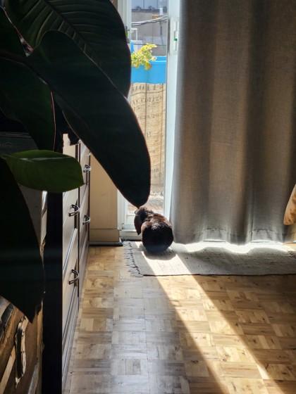 Enlarge Jupiter, a Adoptable Bunny Rabbit in Montreal, QC image 1/3