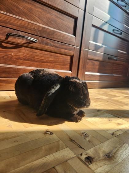 Enlarge Jupiter, a Adoptable Bunny Rabbit in Montreal, QC image 2/3