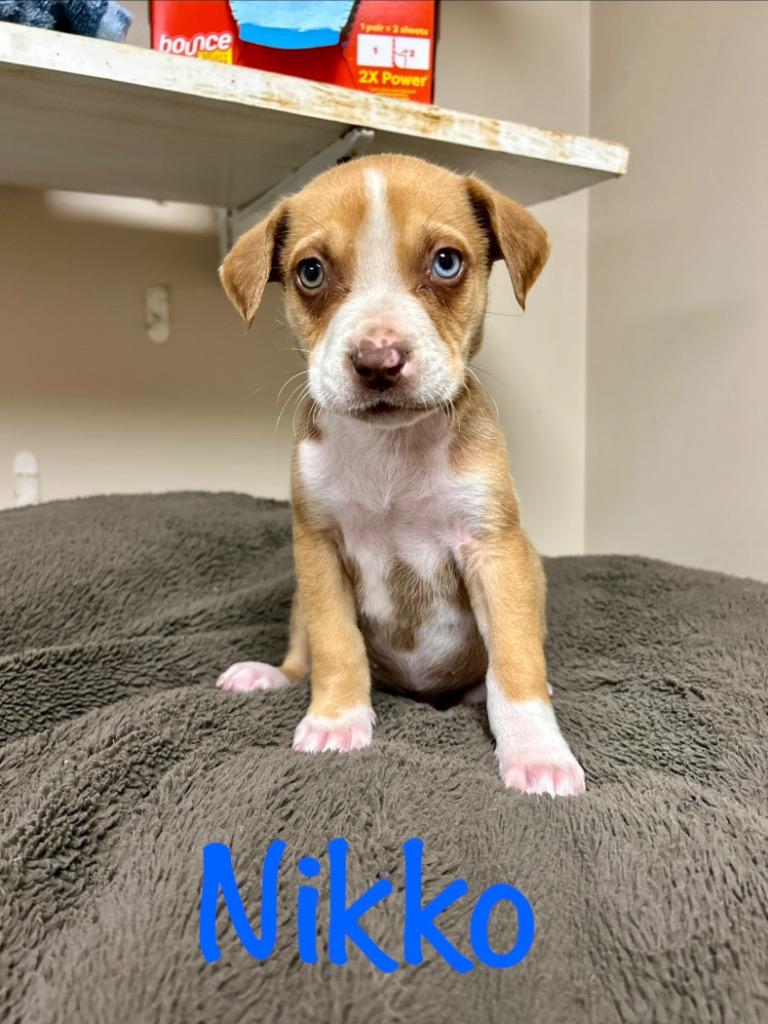 Enlarge Nikko, a Adoptable mixed breed in West Union, OH image 1/1