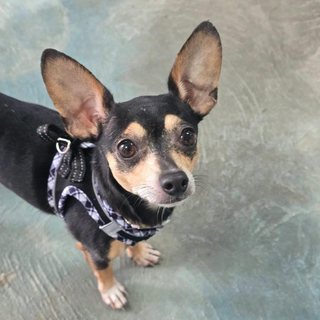 Enlarge Bailey, a Adoptable mixed breed in Martinsburg, WV image 1/1
