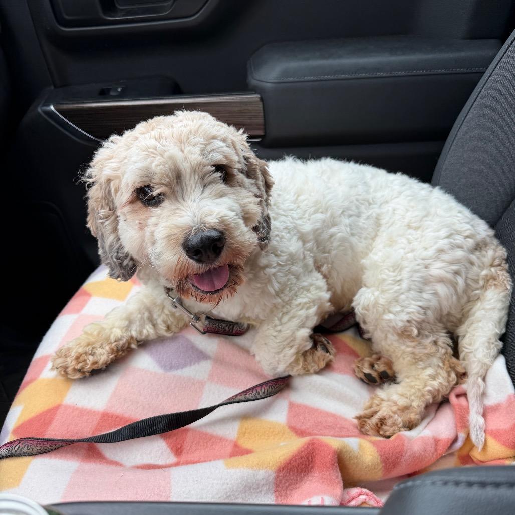 Matt Cardona, Adoptable, Adult Male Shih Tzu & Mixed Breed.