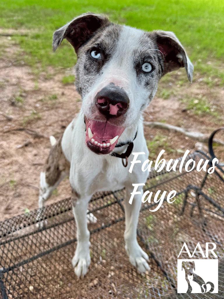 Fabulous Faye, Adoptable, Young Female Catahoula Leopard Dog.
