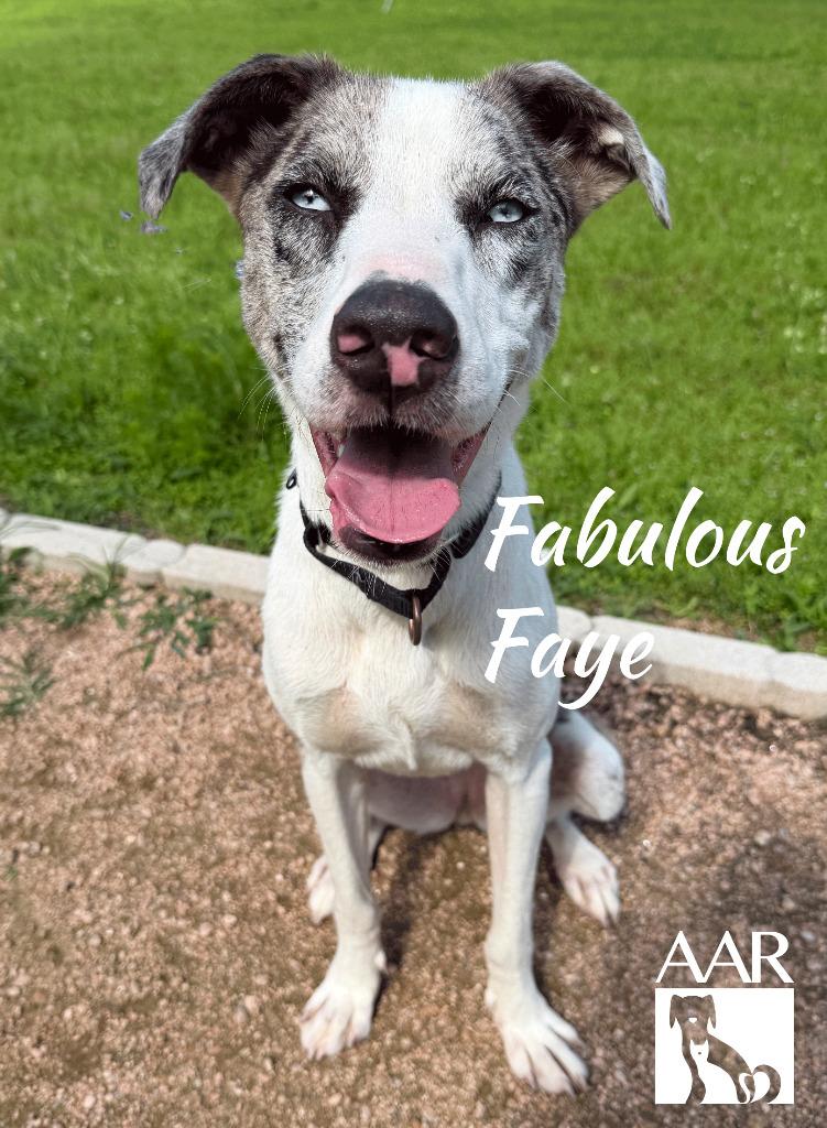 Fabulous Faye, a Adoptable mixed breed in Magnolia, TX image 2/6