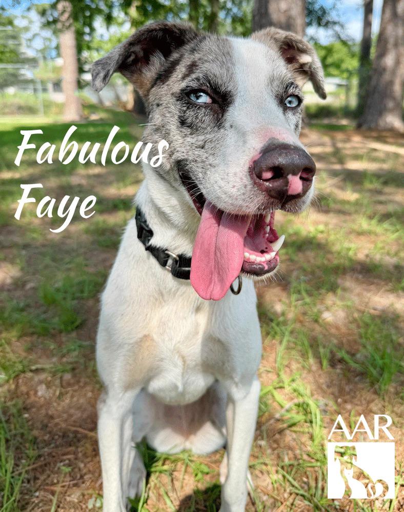 Fabulous Faye, a Adoptable mixed breed in Magnolia, TX image 3/6