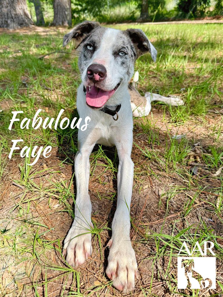 Fabulous Faye, a Adoptable mixed breed in Magnolia, TX image 4/6