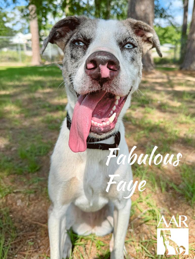 Fabulous Faye, a Adoptable mixed breed in Magnolia, TX image 5/6