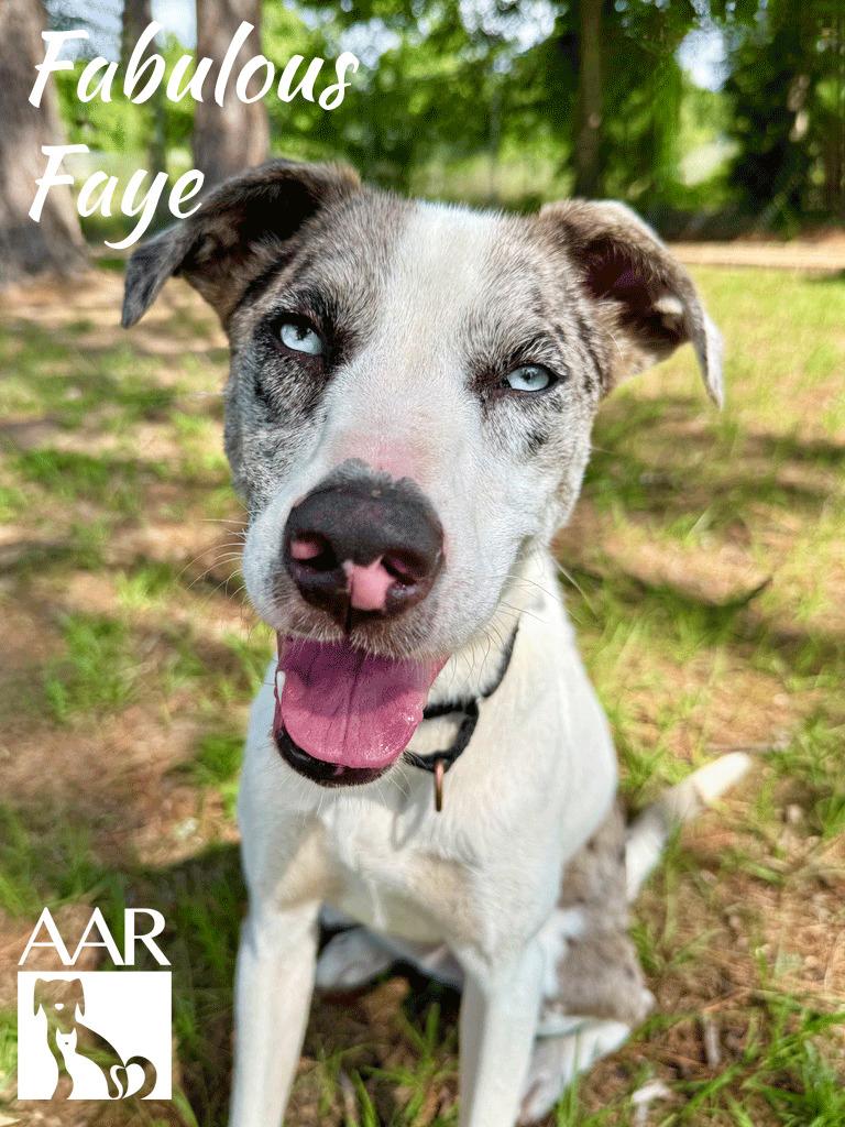 Fabulous Faye, a Adoptable mixed breed in Magnolia, TX image 6/6