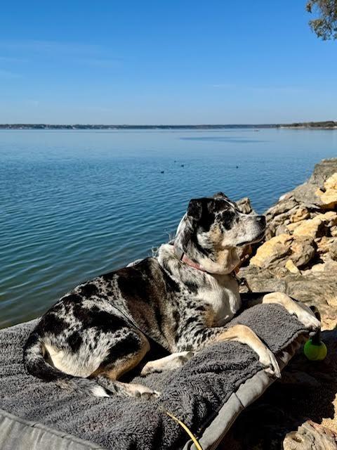 Enlarge Freya, a Adoptable mixed breed in College Station, TX image 1/6