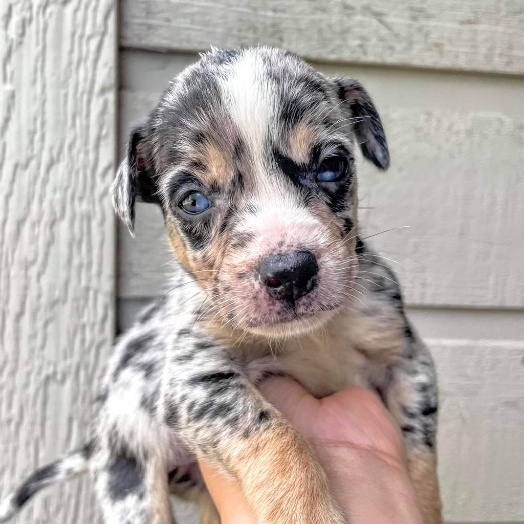 Enlarge Freya, a Adoptable mixed breed in College Station, TX image 2/6