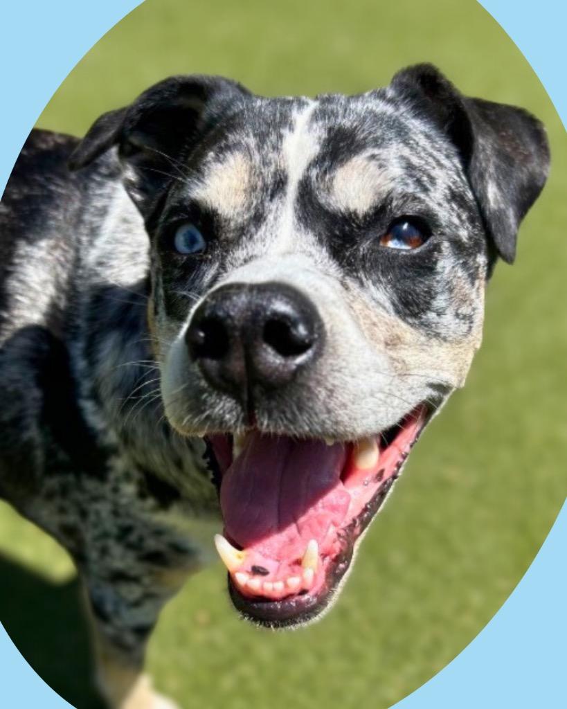 Enlarge Freya, a Adoptable mixed breed in College Station, TX image 3/6