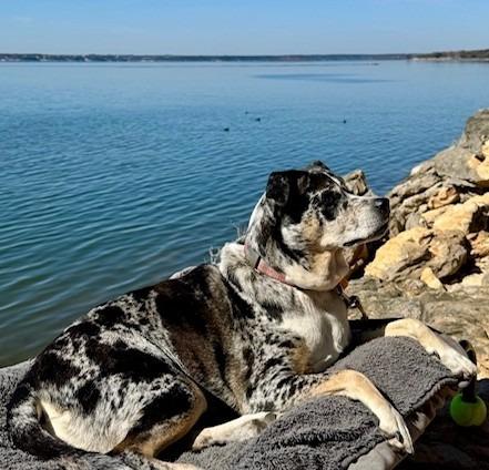 Enlarge Freya, a Adoptable mixed breed in College Station, TX image 4/6