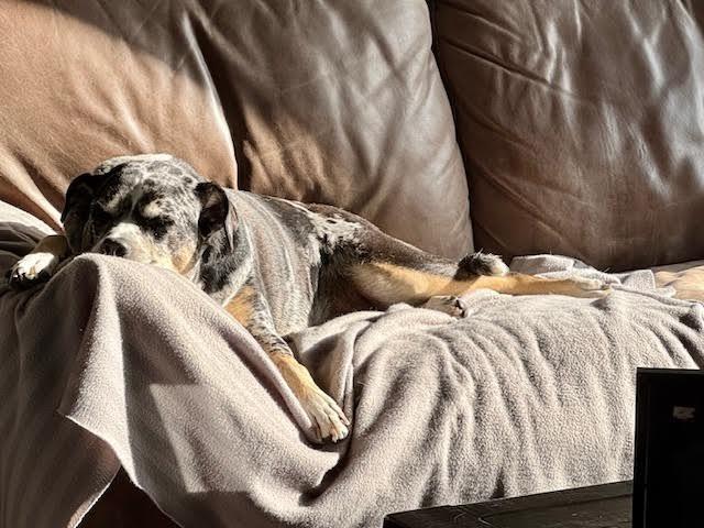 Enlarge Freya, a Adoptable mixed breed in College Station, TX image 5/6