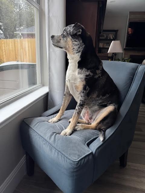 Enlarge Freya, a Adoptable mixed breed in College Station, TX image 6/6