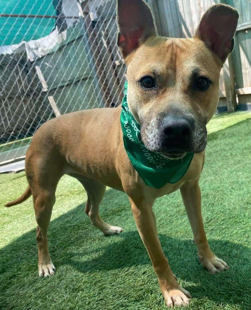 Enlarge Rae, a Adoptable mixed breed in Blaine , WA image 3/5