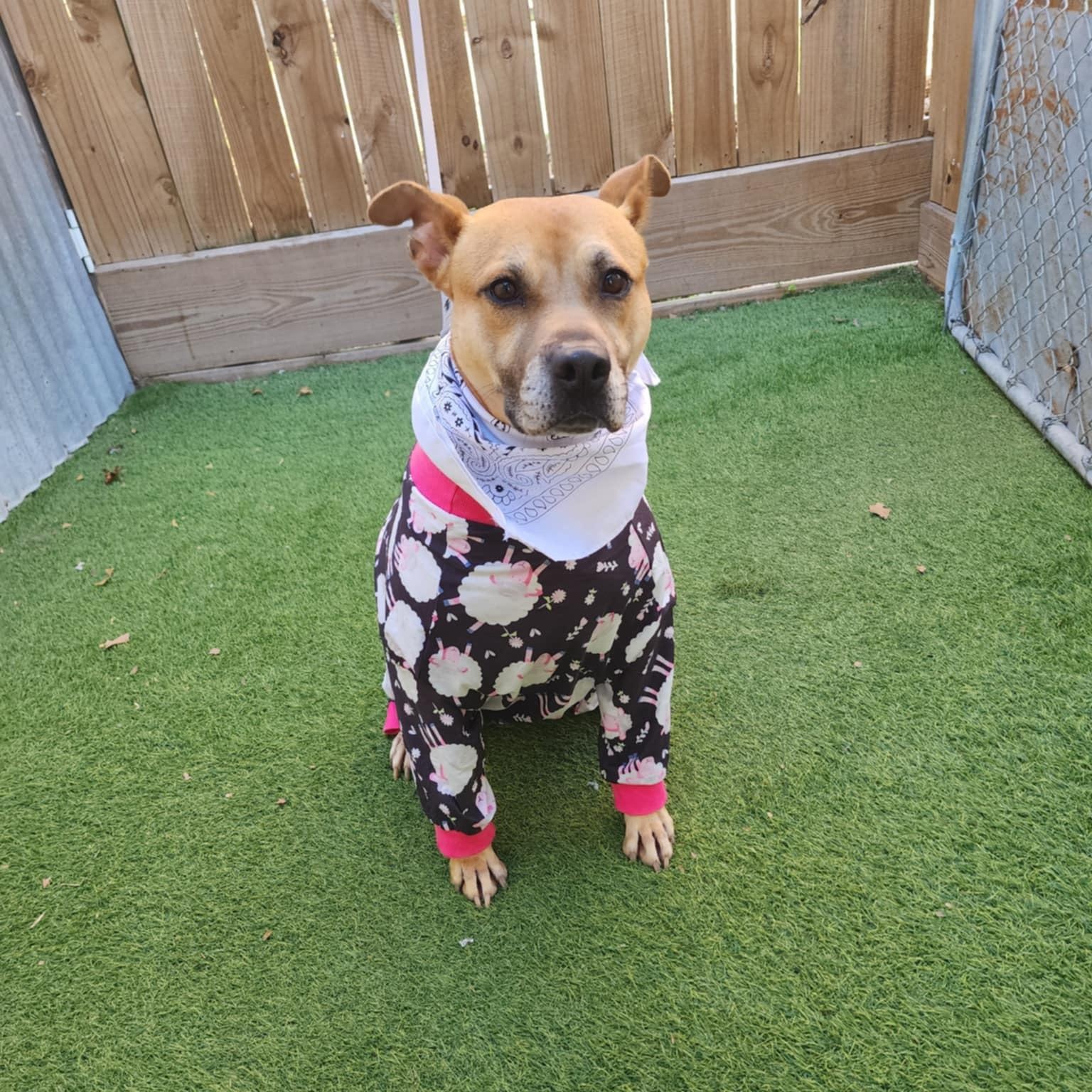 Enlarge Rae, a Adoptable mixed breed in Blaine , WA image 1/5