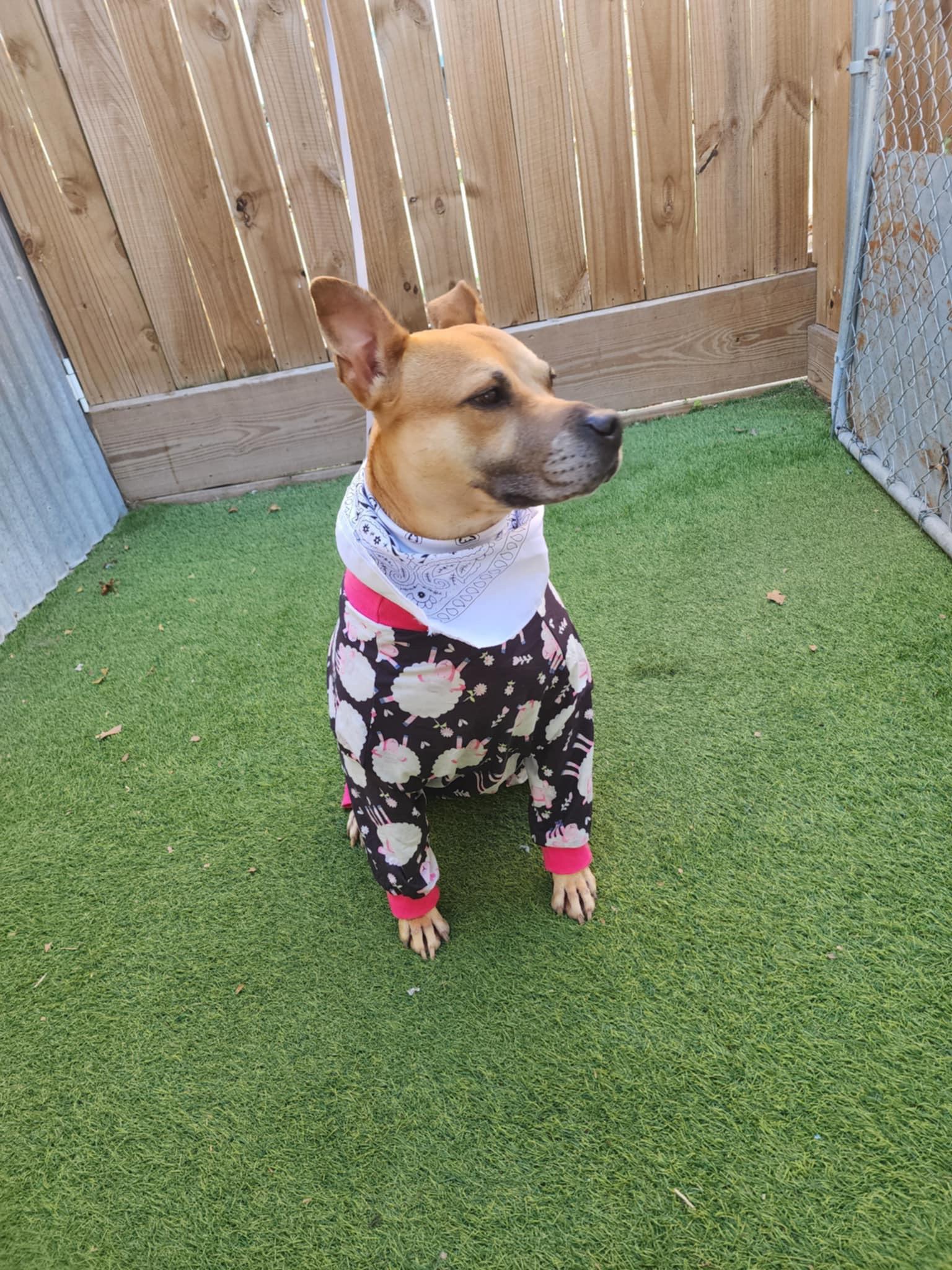 Enlarge Rae, a Adoptable mixed breed in Blaine , WA image 2/5