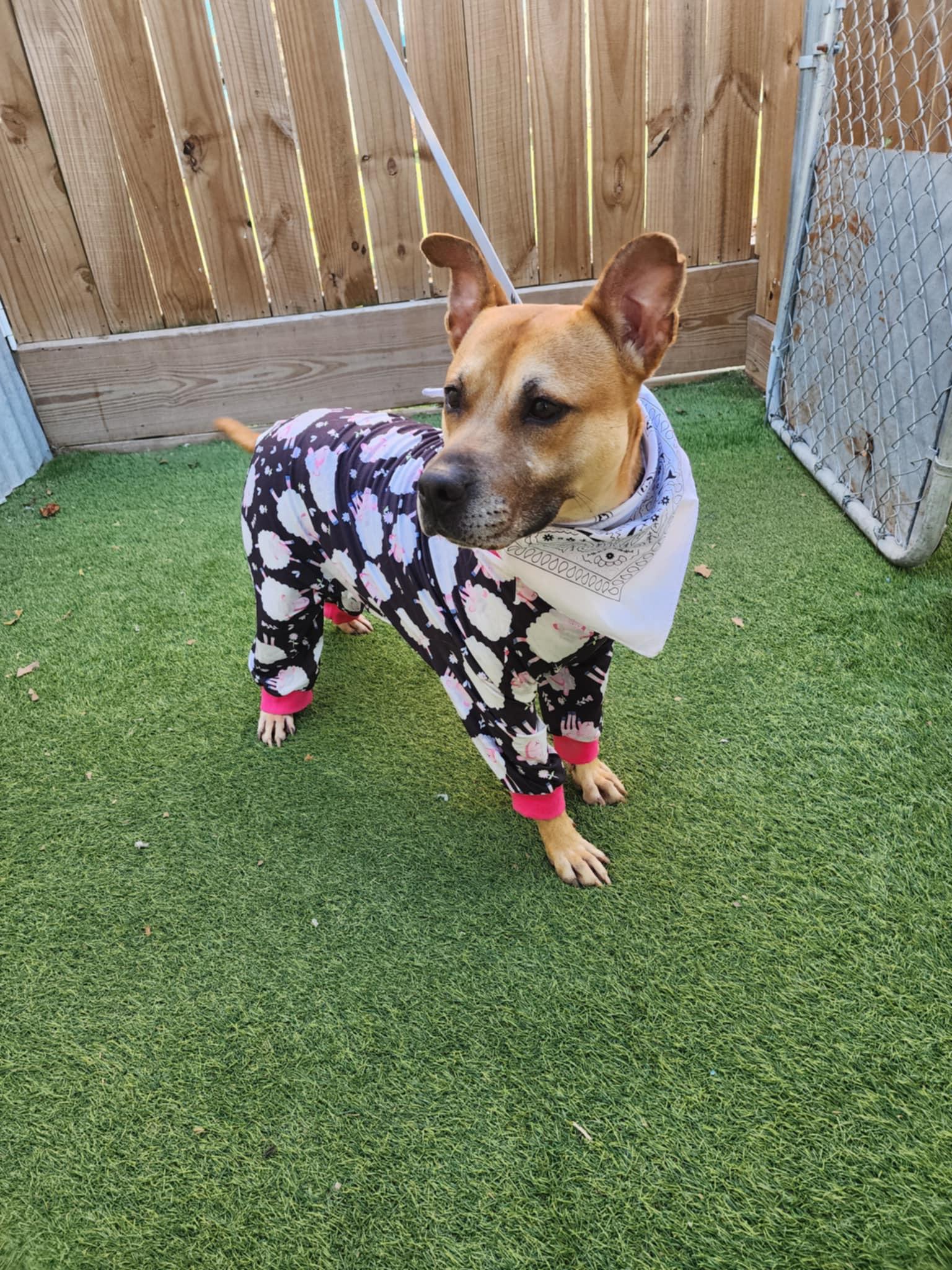 Enlarge Rae, a Adoptable mixed breed in Blaine , WA image 4/5