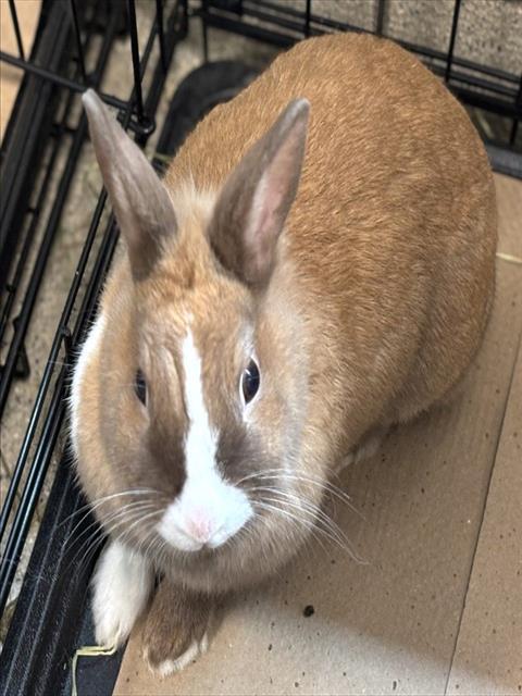 Enlarge SUNBEAM, a Adoptable Lionhead in Dedham, MA image 1/1
