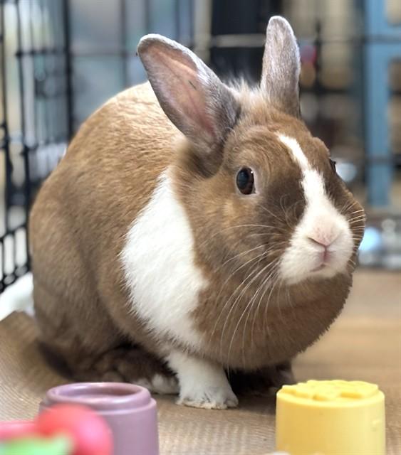 Enlarge SUNBEAM, a Adoptable Lionhead in Dedham, MA image 1/1