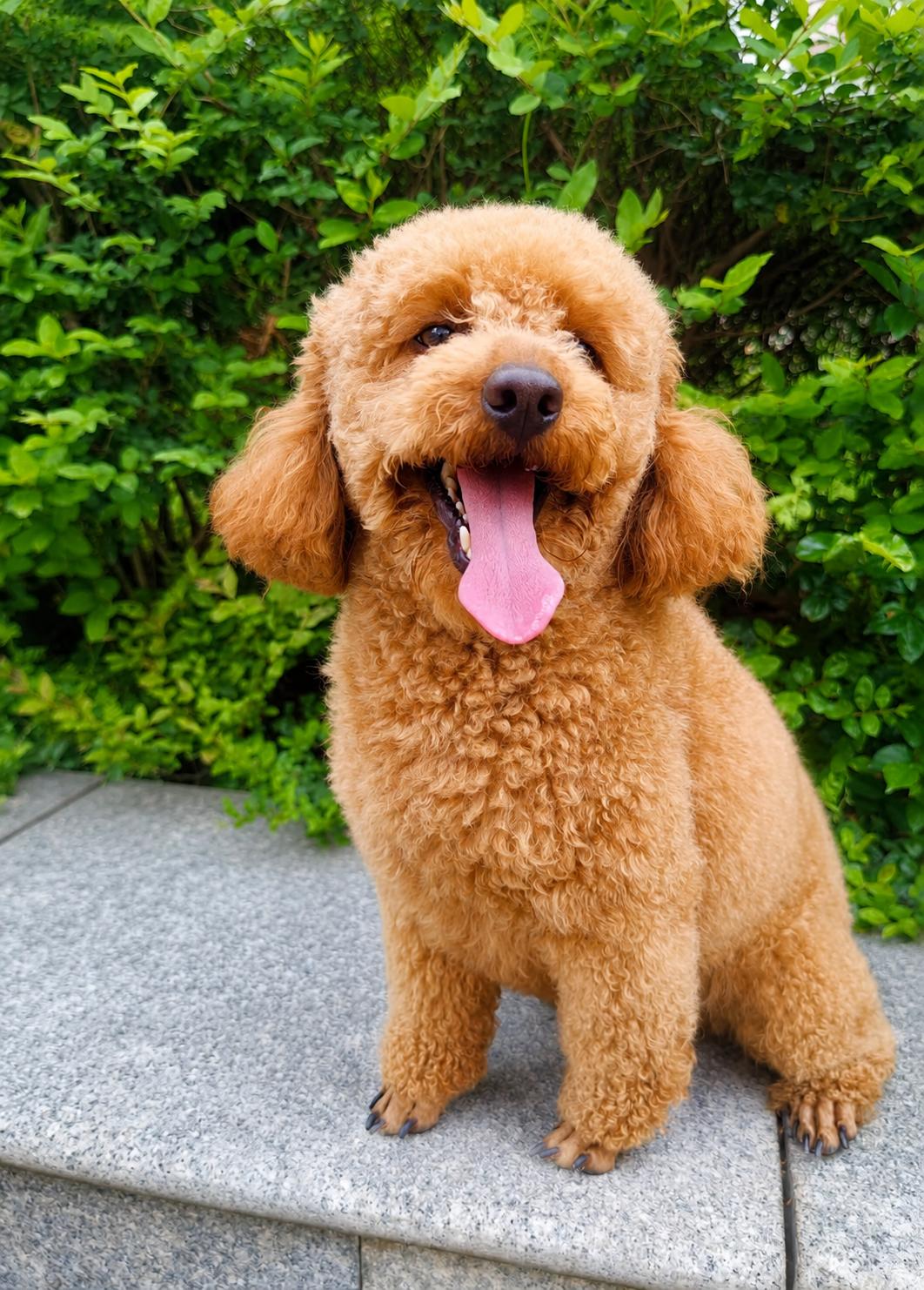 Toffee, a Adoptable Miniature Poodle in Markham, ON image 2/2