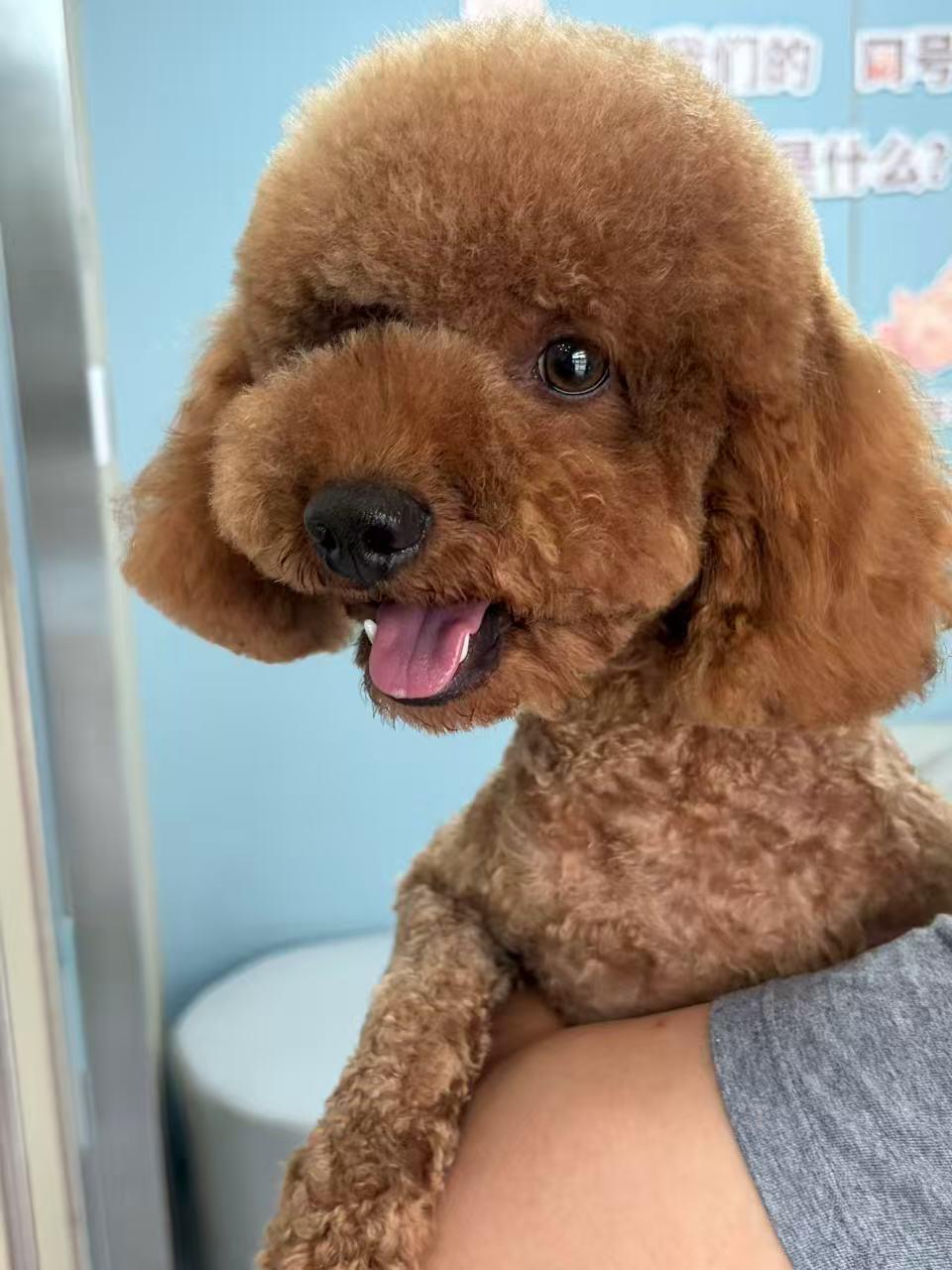 Toffee, Adoptable, Young Male Miniature Poodle.