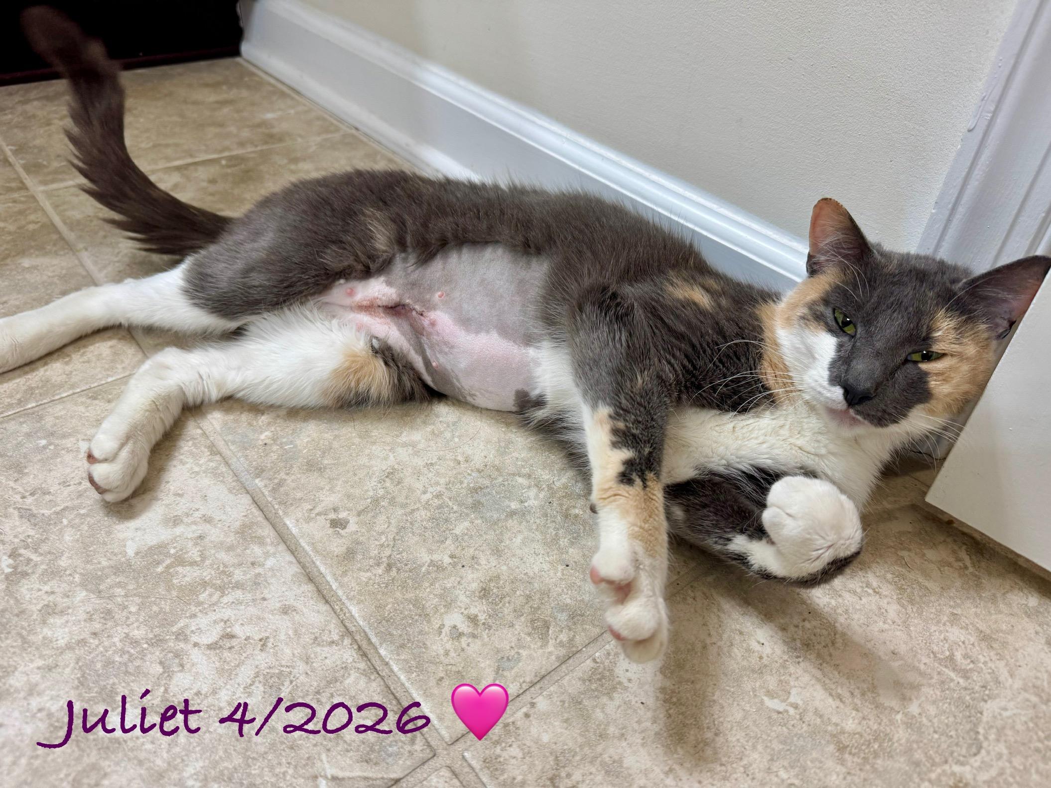 Juliet, a Adoptable Calico in Woodbridge, VA image 1/4