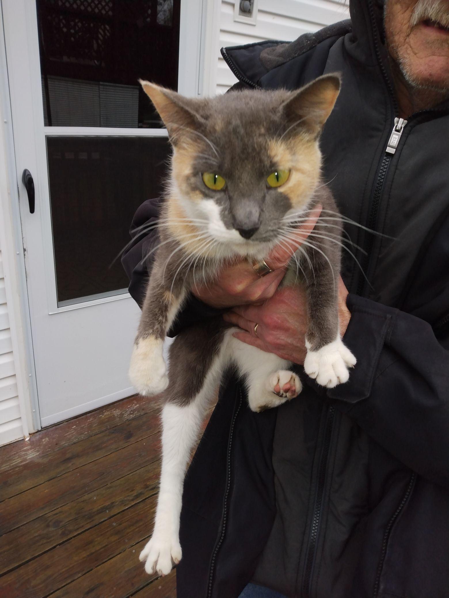 Juliet, a Adoptable Calico in Woodbridge, VA image 4/4