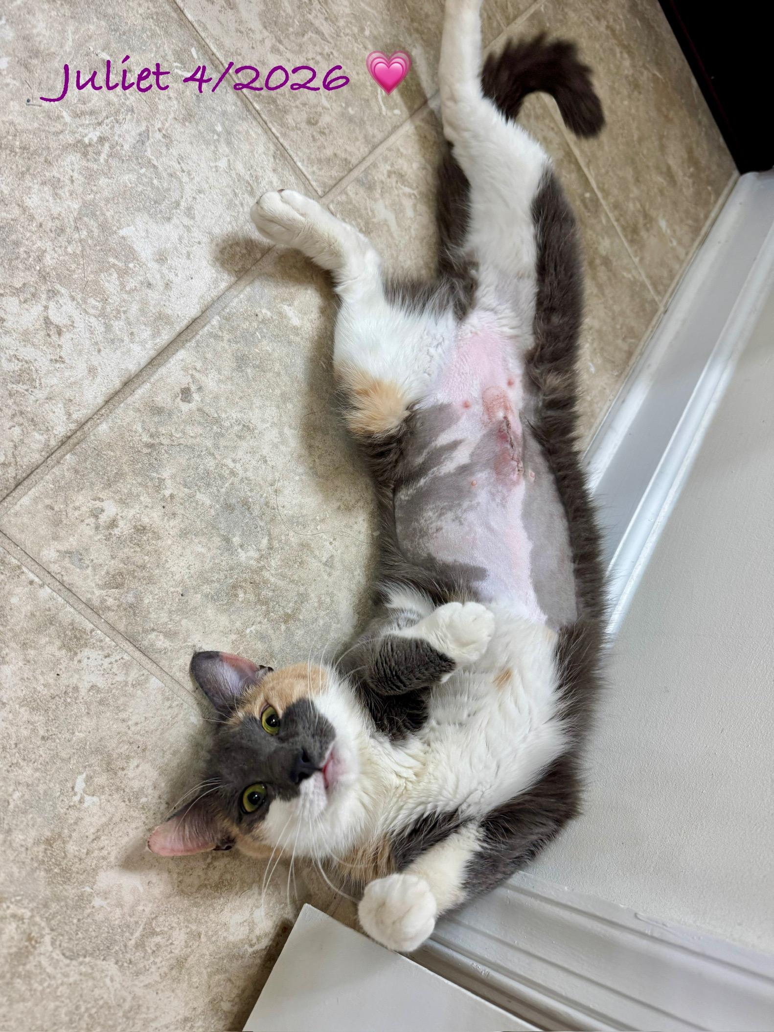 Juliet, a Adoptable Calico in Woodbridge, VA image 3/4