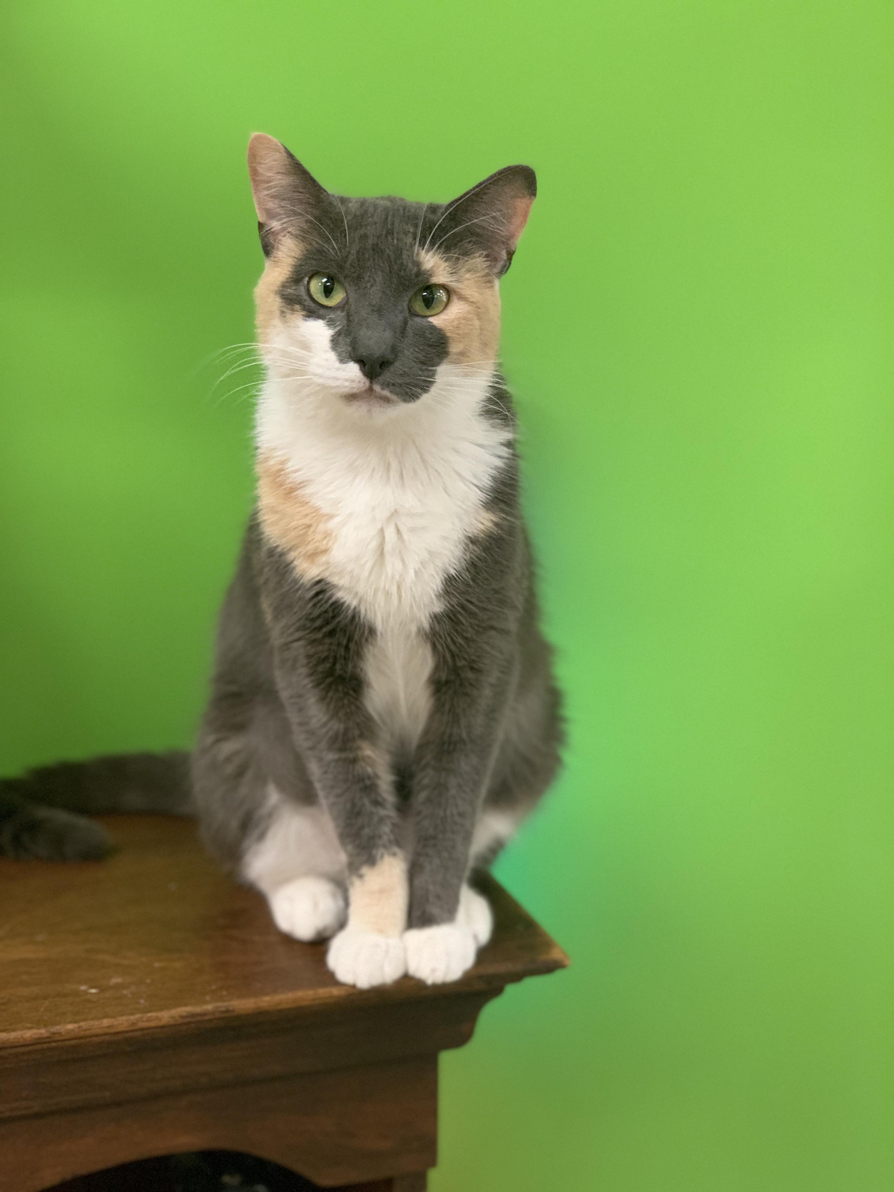 Juliet, Adoptable, Young Female Calico.