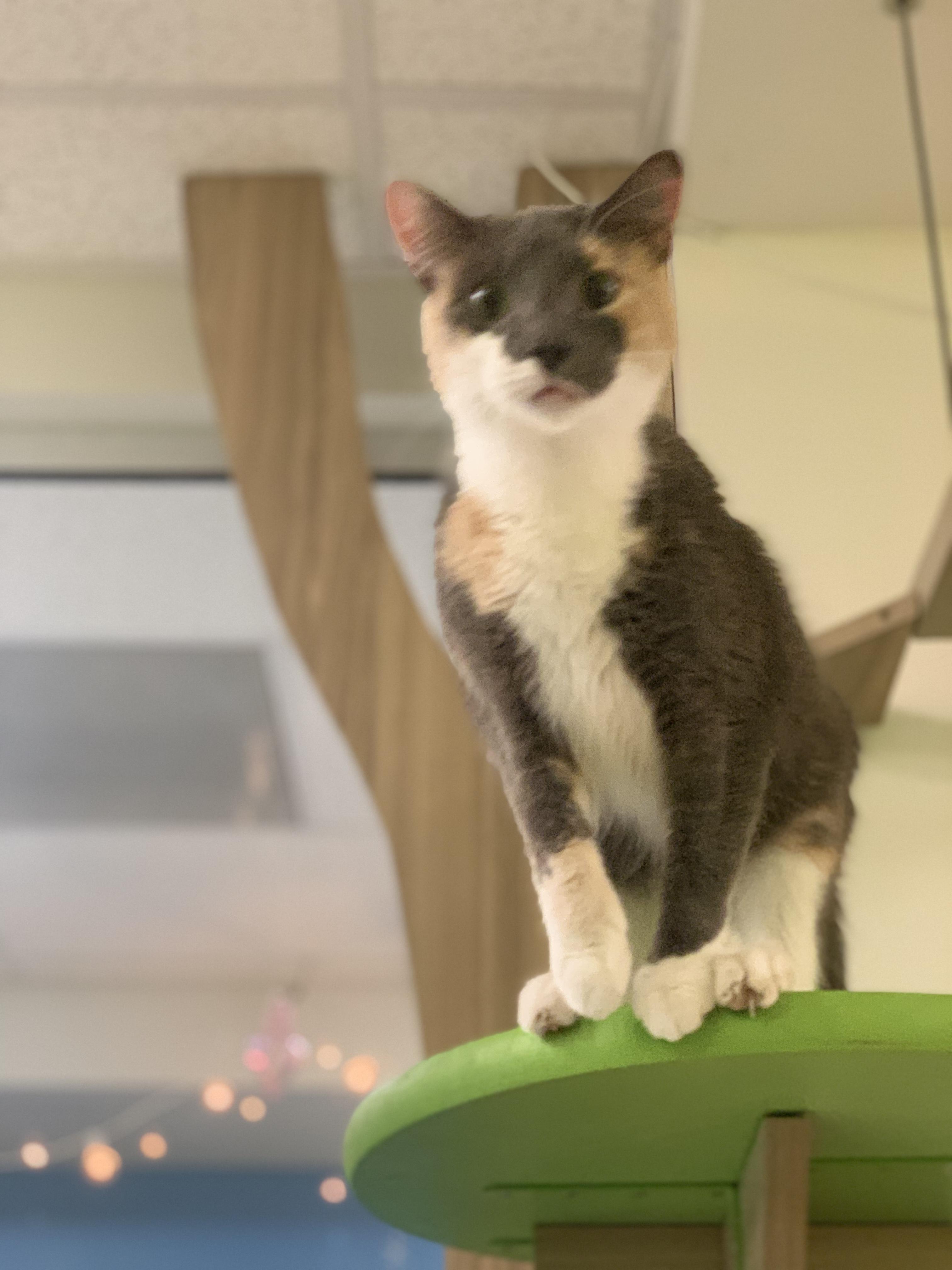 Enlarge Juliet, a Adoptable Calico in Woodbridge, VA image 2/6
