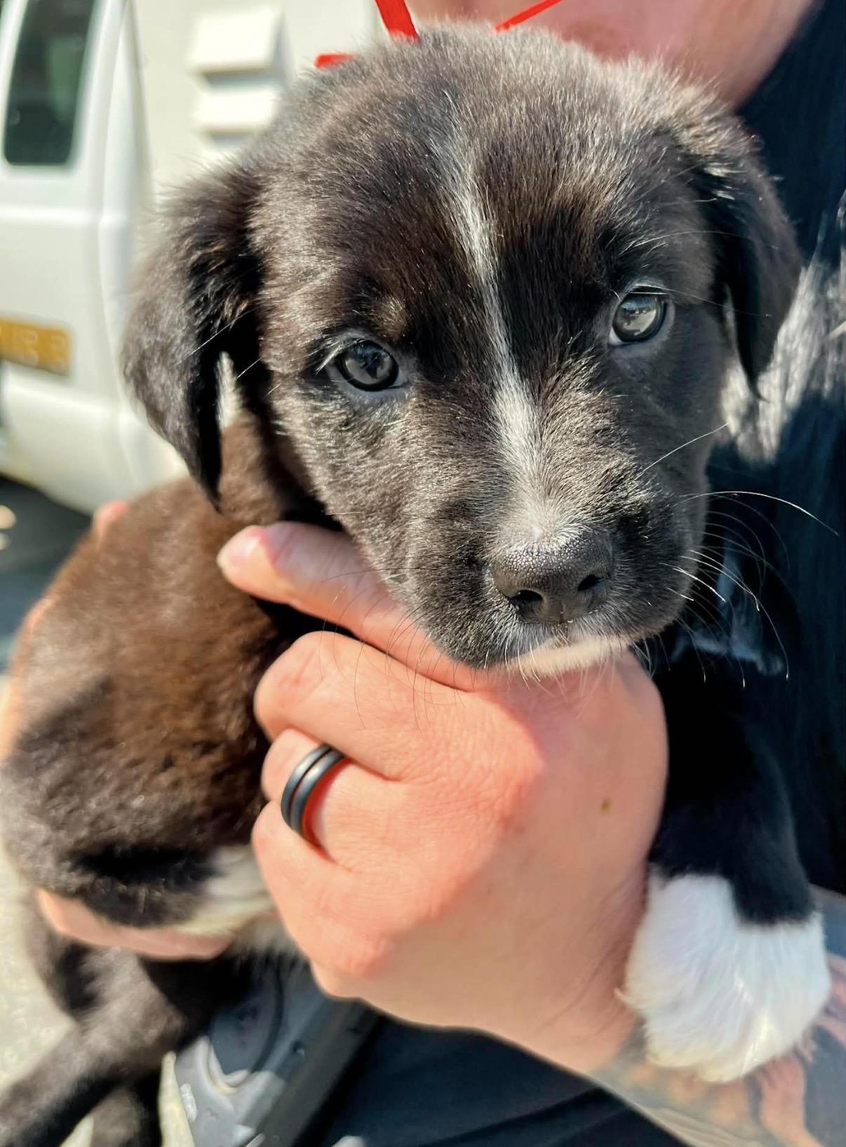 Faith , Adoptable, Puppy Female Black Labrador Retriever & Border Collie.