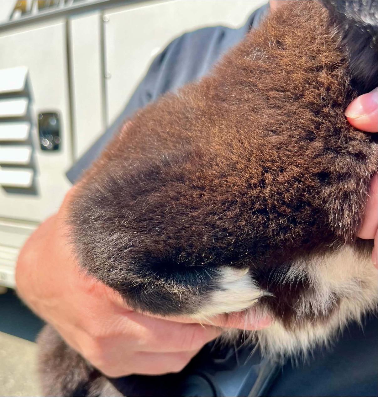 Enlarge Faith , a Adoptable mixed breed in Hamilton , NJ image 2/2