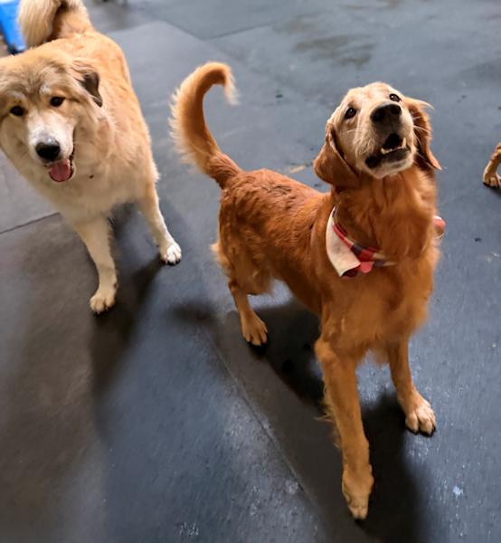 Enlarge Gray, an adopted Golden Retriever in Los Angeles, CA image 2/6