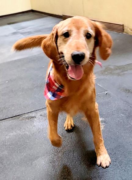 Enlarge Gray, an adopted Golden Retriever in Los Angeles, CA image 5/6