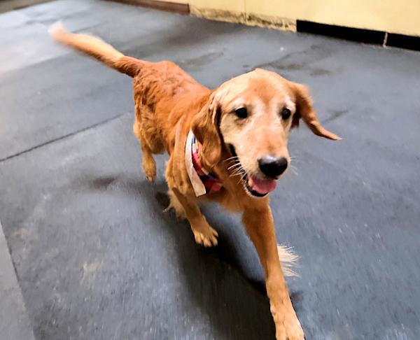 Enlarge Gray, an adopted Golden Retriever in Los Angeles, CA image 4/6
