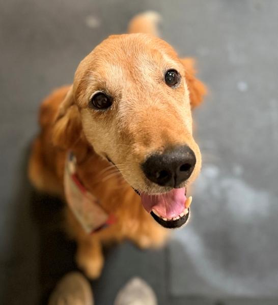 Enlarge Gray, an adopted Golden Retriever in Los Angeles, CA image 6/6