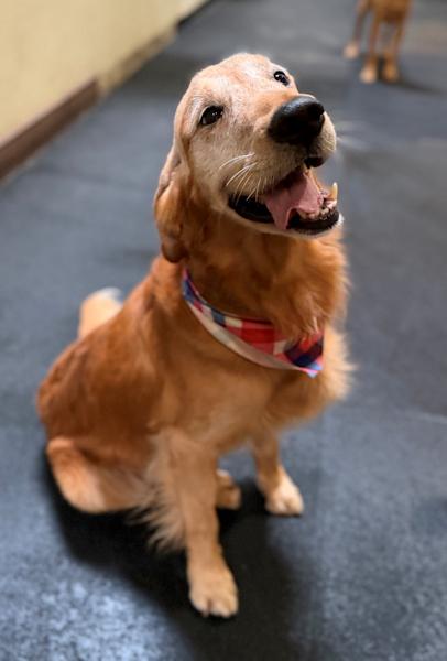 Enlarge Gray, an adopted Golden Retriever in Los Angeles, CA image 3/6
