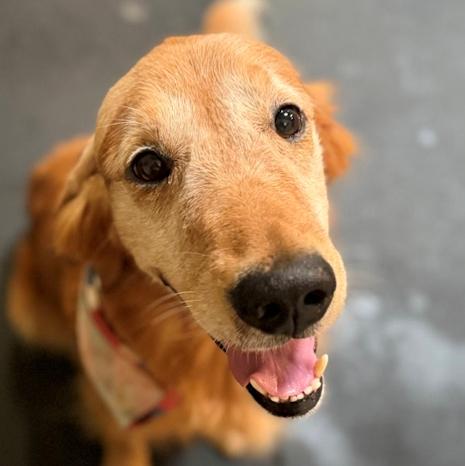 Gray, adopted, Adult Male Golden Retriever.