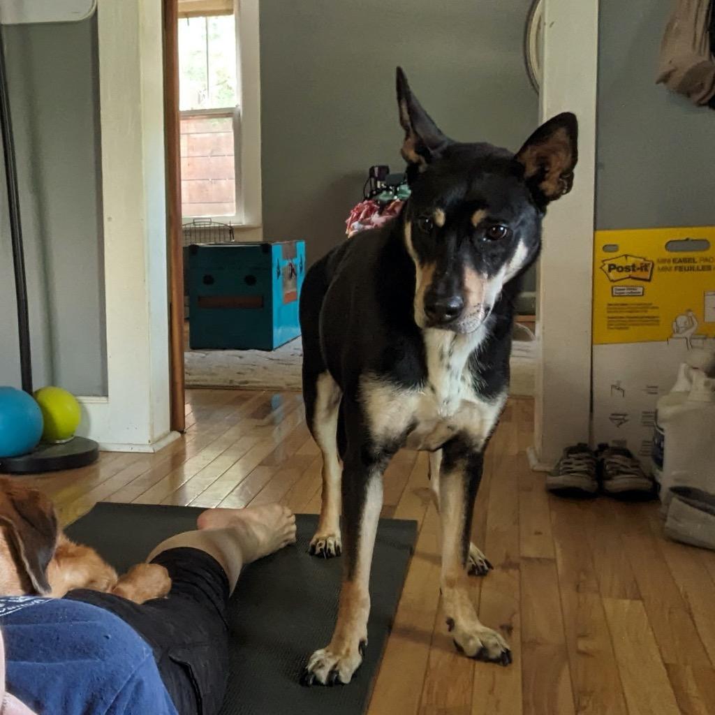 Mortimer Octavius, Adoptable, Adult Male Carolina Dog.