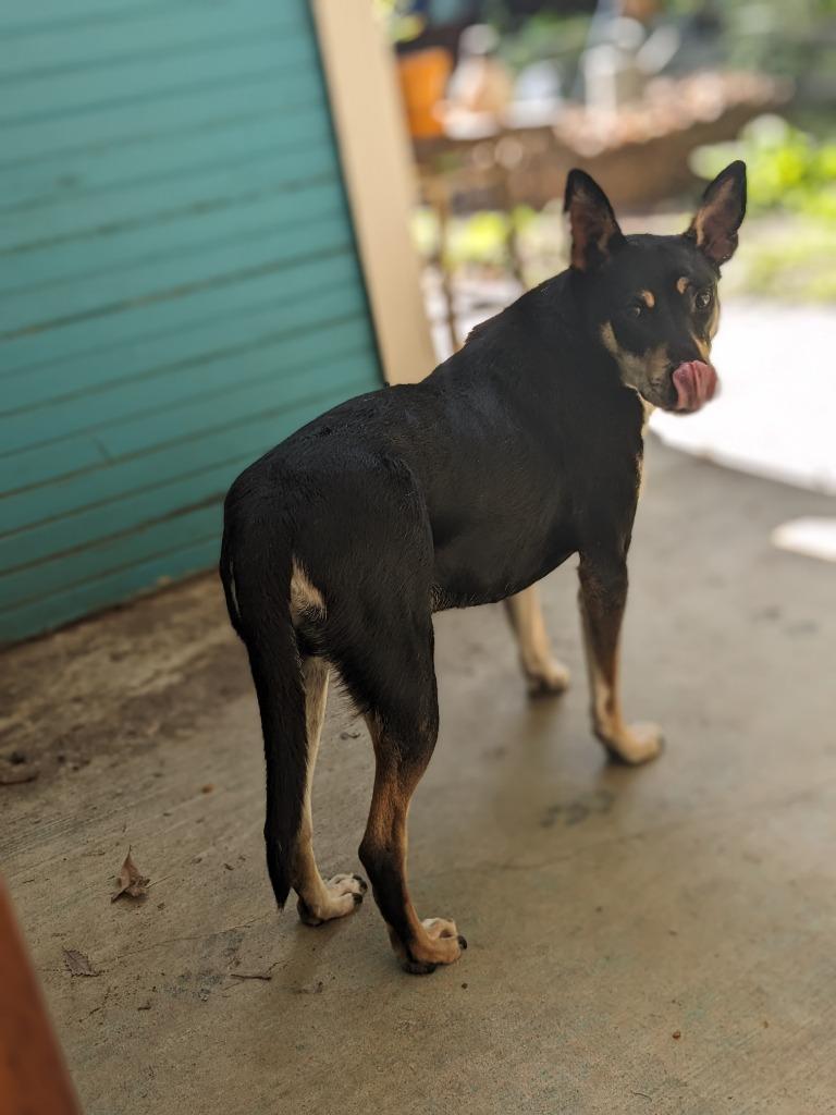 Enlarge Mortimer Octavius, a Adoptable Carolina Dog in Bloomington, IN image 2/6