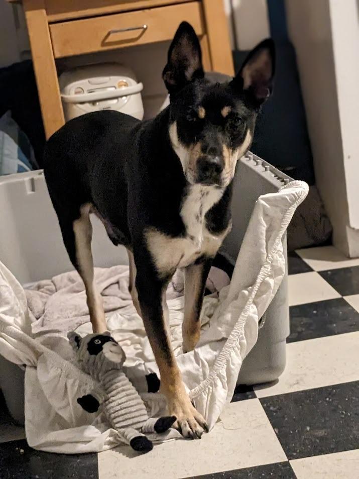 Enlarge Mortimer Octavius, a Adoptable Carolina Dog in Bloomington, IN image 3/6