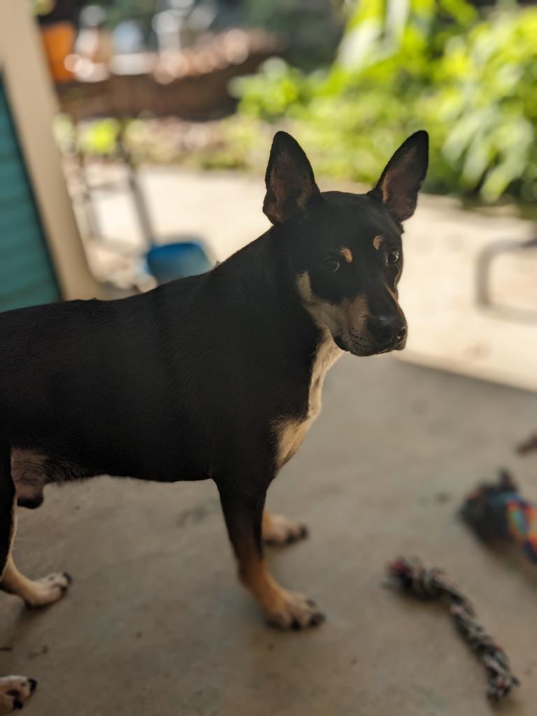 Enlarge Mortimer Octavius, a Adoptable Carolina Dog in Bloomington, IN image 4/6