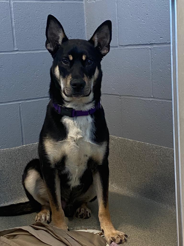 Enlarge Mortimer Octavius, a Adoptable Carolina Dog in Bloomington, IN image 5/6