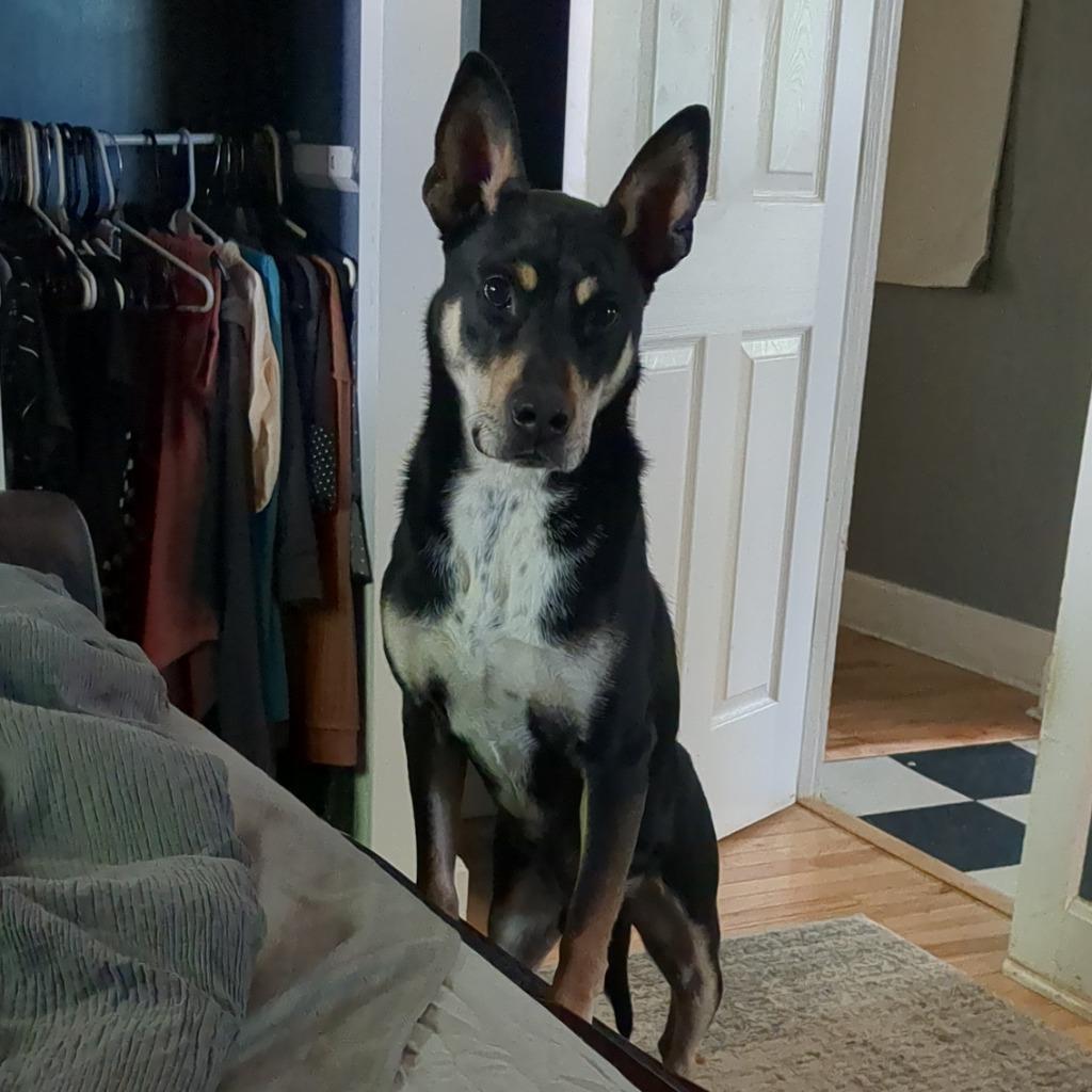 Enlarge Mortimer Octavius, a Adoptable Carolina Dog in Bloomington, IN image 6/6