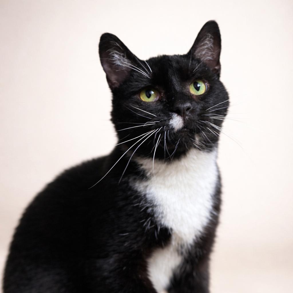 Enlarge Bear, a ADOPTABLE Domestic Short Hair in Rixeyville, VA image 1/1