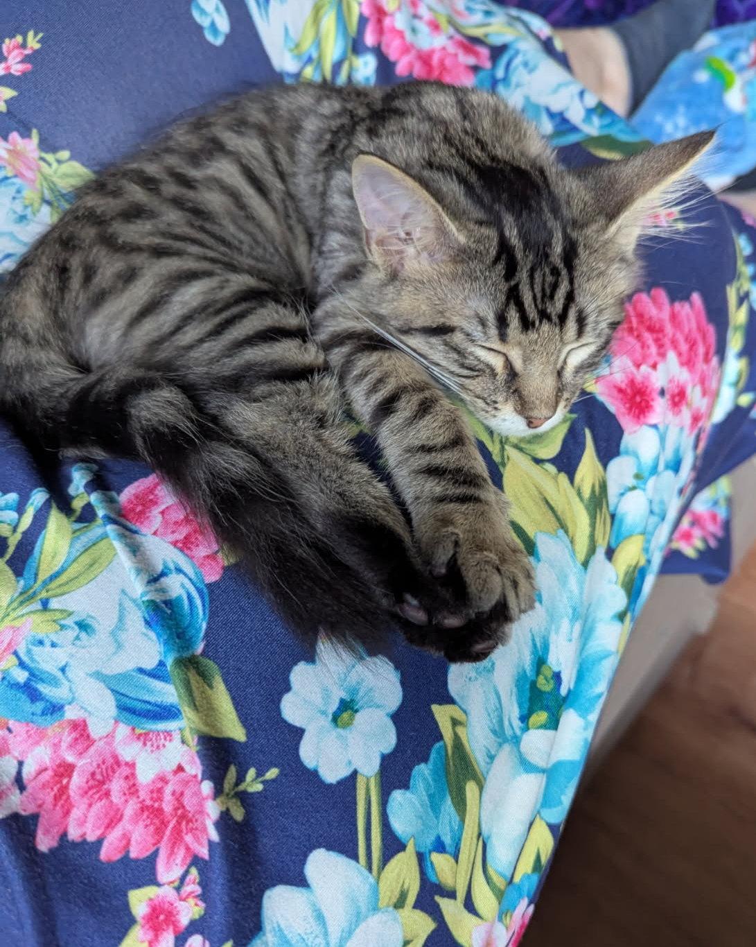 Enlarge Baby Dumbo, a Adoptable Domestic Medium Hair in Fairview Heights, IL image 6/6